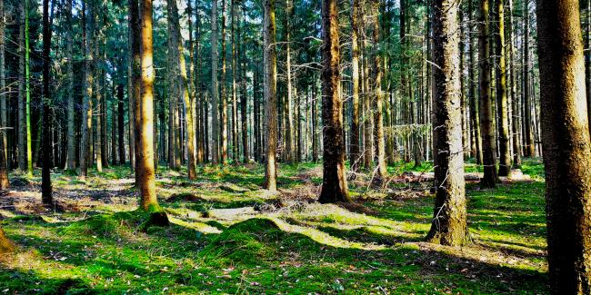 Münsterdorfer Wald   <br/> Foto: Christian Kidon