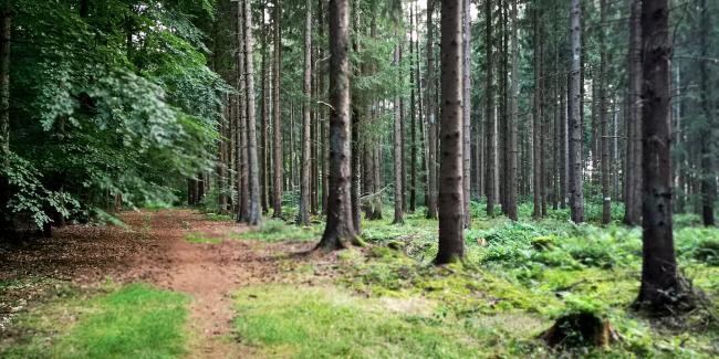 Münsterdorfer Wald   <br/> Foto: Christian Kidon