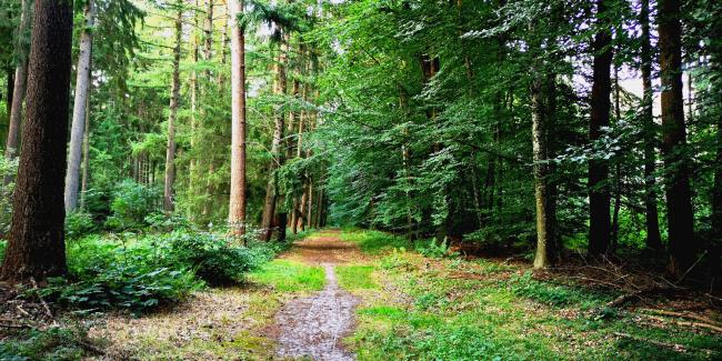 Münsterdorfer Wald    <br/>Foto: Christian Kidon