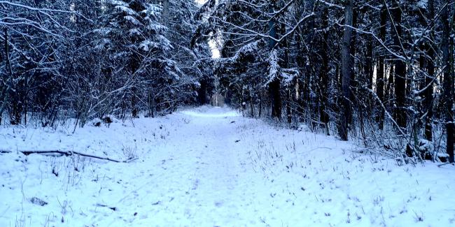 Münsterdorfer Wald im Winter  <br/> Foto: Christian Kidon