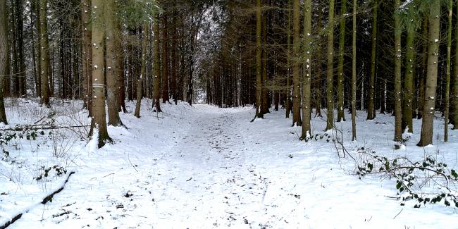 Münsterdorfer Wald    <br/>Foto: Christian Kidon